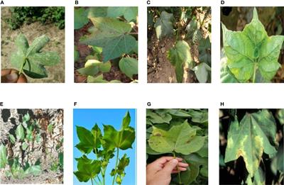 Cotton disease identification method based on pruning